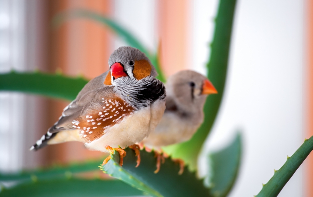 小鳥などの鳥類